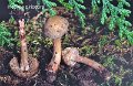 Inocybe pyriodora-amf1010-1